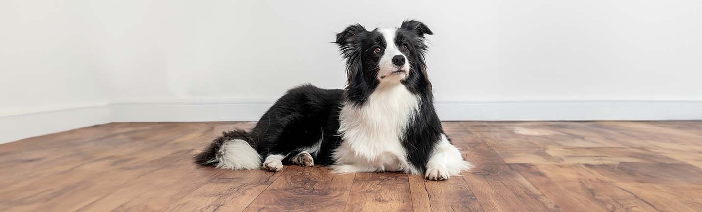 Popular dog breeds in Australia desktop