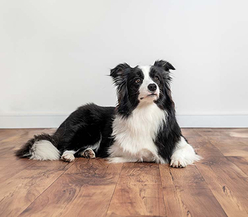 Popular dog breeds in Australia mobile