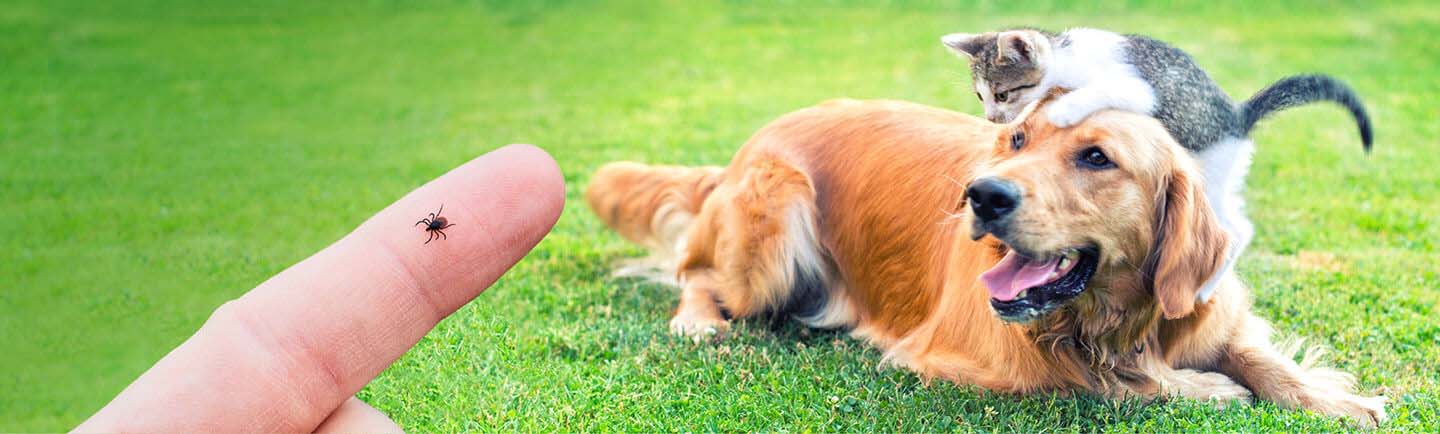 Tick-on-finger-cat-dog-pets-green-grass