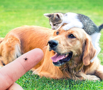 Tick-on-finger-cat-dog-pets-green-grass