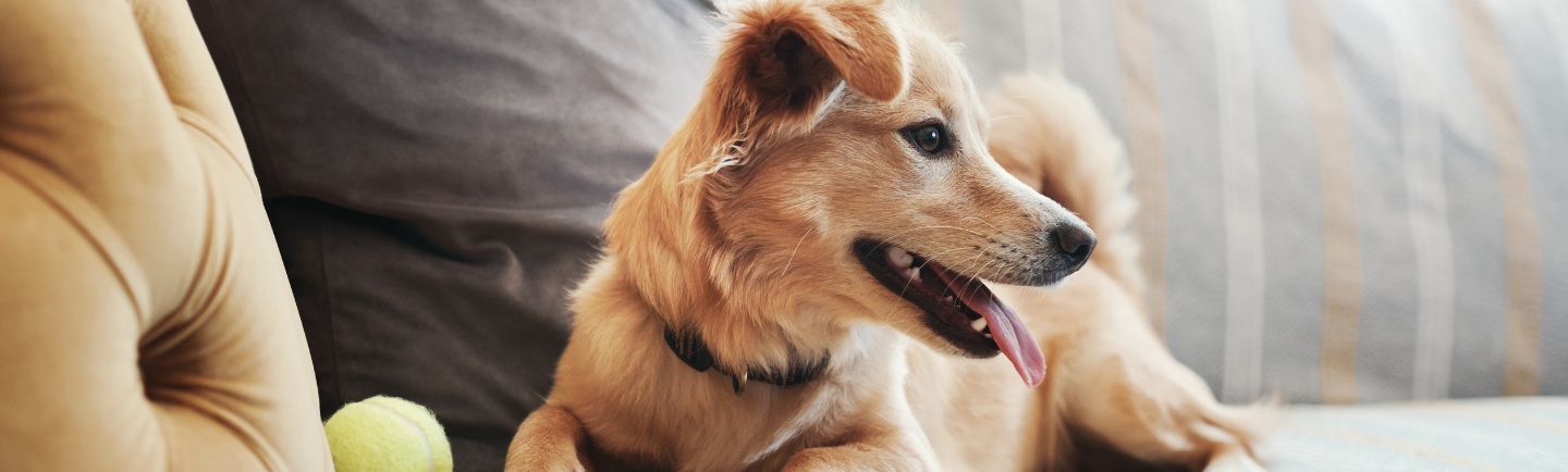 how does dog get fleas desktop