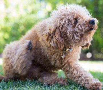 how to know if your dog have fleas mobile