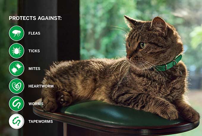 cat_looking_at_parasite_images