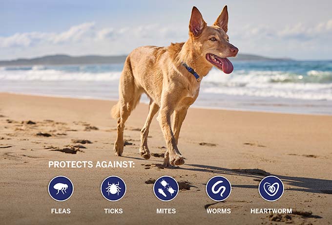 dog_running_on_beach