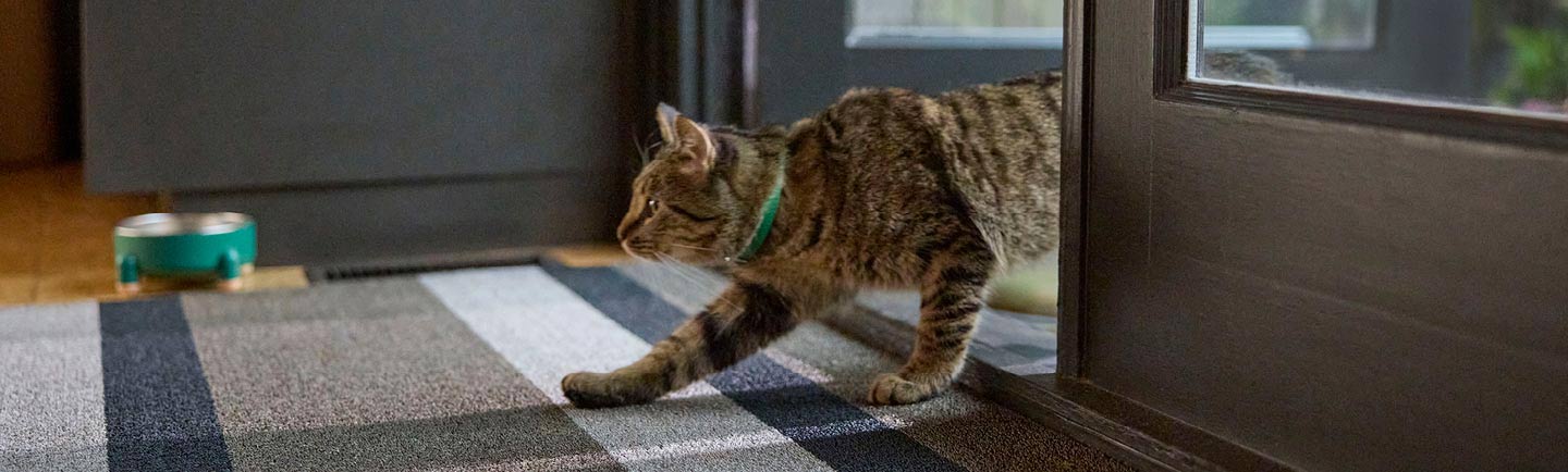 a-cat-coming-inside-a-house-from-backyard