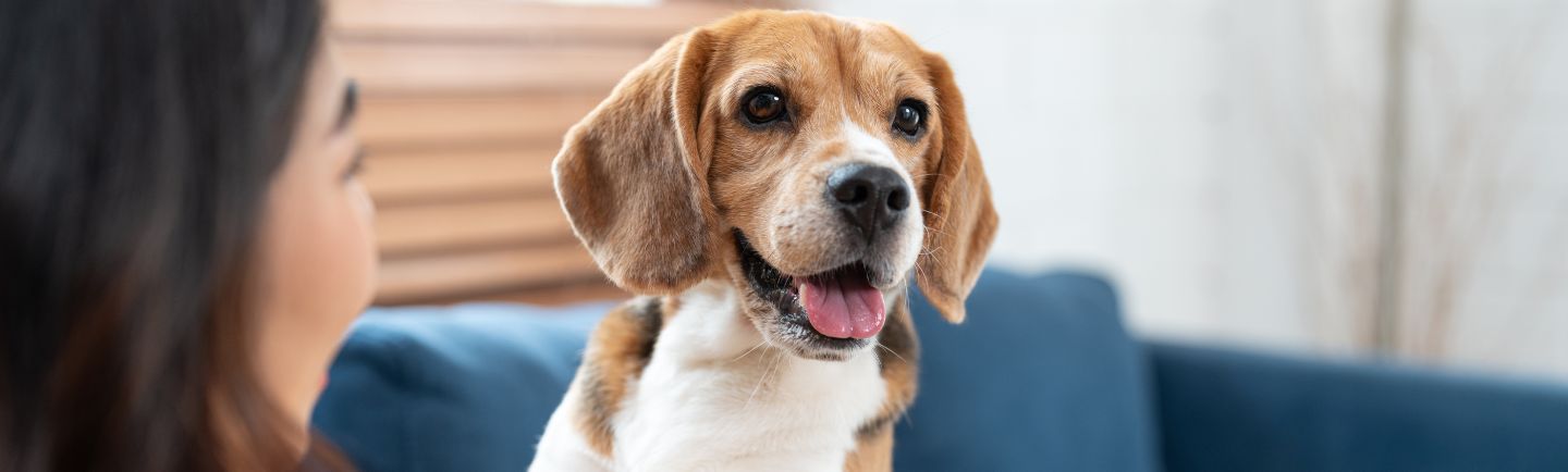 Girl-cuddling-joyful-Beagle-pup