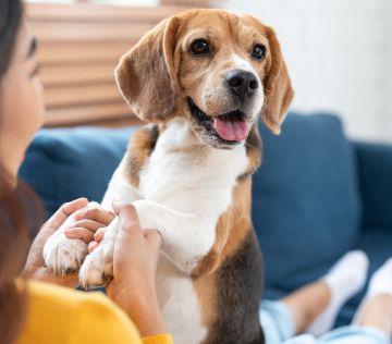 Girl-cuddling-joyful-Beagle-pup
