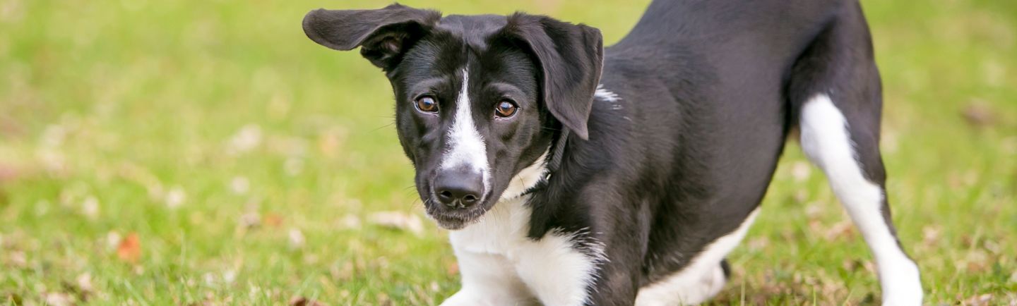  Black-and-white-puppy-playing-on-grass