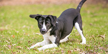  Black-and-white-puppy-playing-on-grass