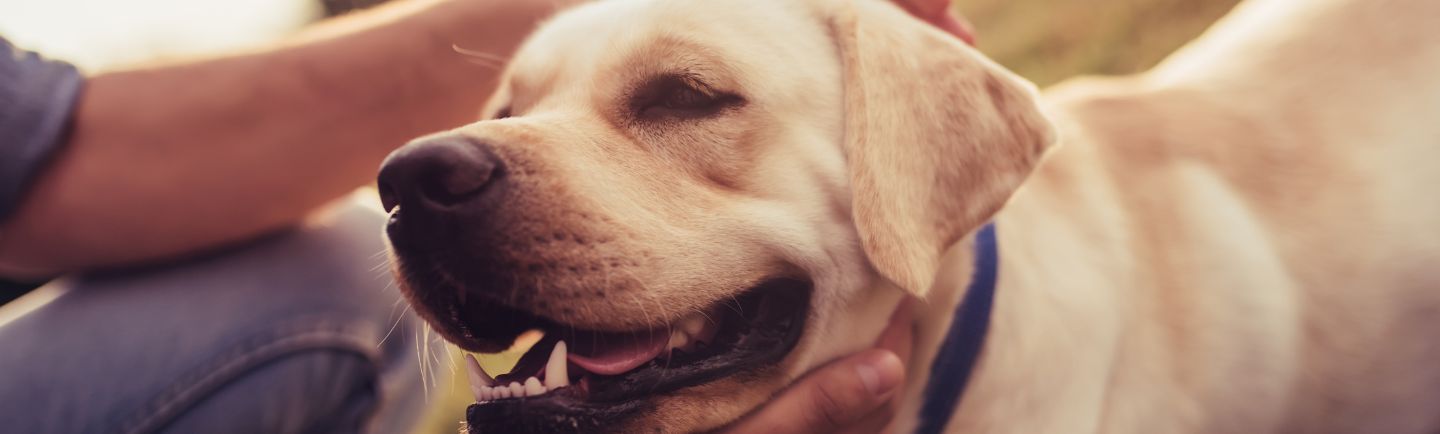 Symptoms of ticks on dogs - Desktop