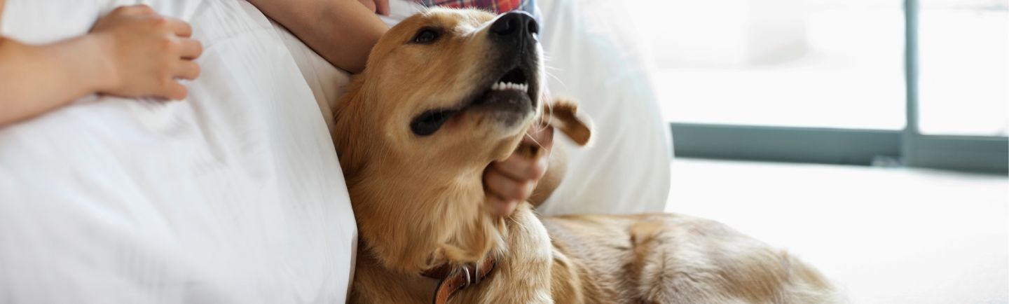 How do dogs get ticks - Desktop