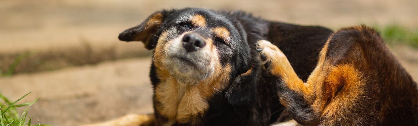 Symptoms of ear mites in dogs - desktop