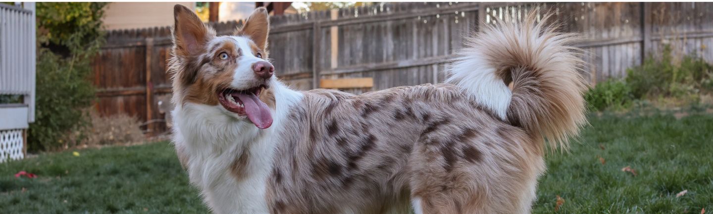 How does a dog get ear mites - desktop