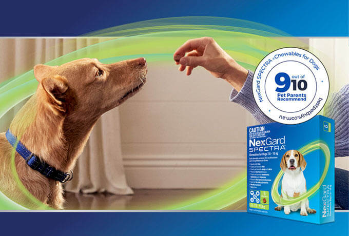 NexGard-Spectra-recommended-by-dog-owners