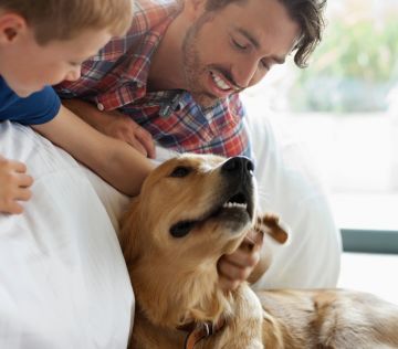 How do dogs get ticks - mobile