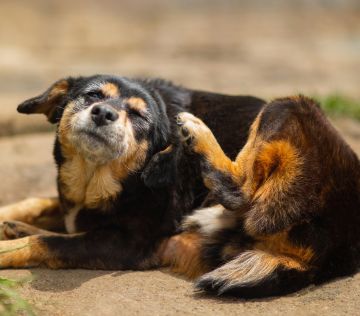 Symptoms of ear mites in dogs - mobile