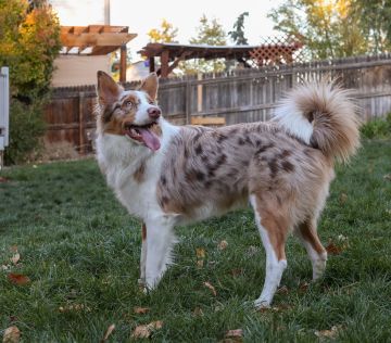 How does a dog get ear mites - mobile