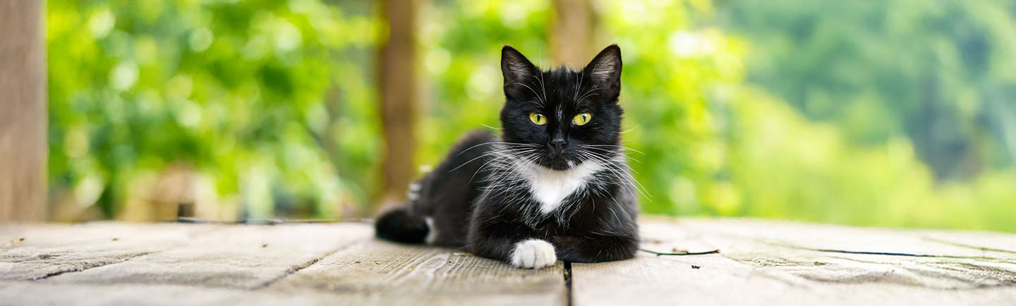 A-black-and-white-cat-lying-on-a-deck-outdoors