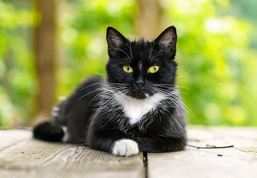 A-black-and-white-cat-lying-on-a-deck-outdoors