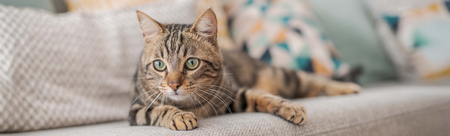 A-tabby-cat-is-lying-on-a-light-grey-fabric-sofa