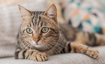 A-tabby-cat-is-lying-on-a-light-grey-fabric-sofa