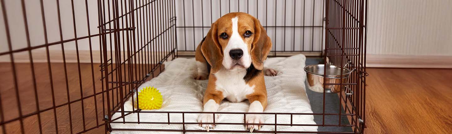 Beagle-puppy-resting-in-open-crate