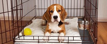 Beagle-puppy-resting-in-open-crate