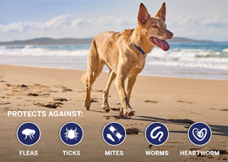 NexGard-Spectra-protects-against-common-puppy-parasites