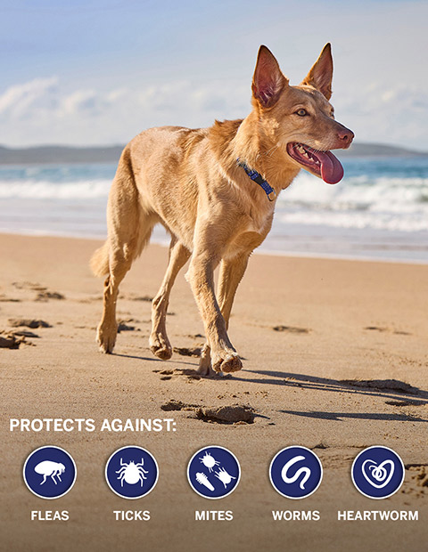 NexGard-Spectra-protects-against-common-puppy-parasites