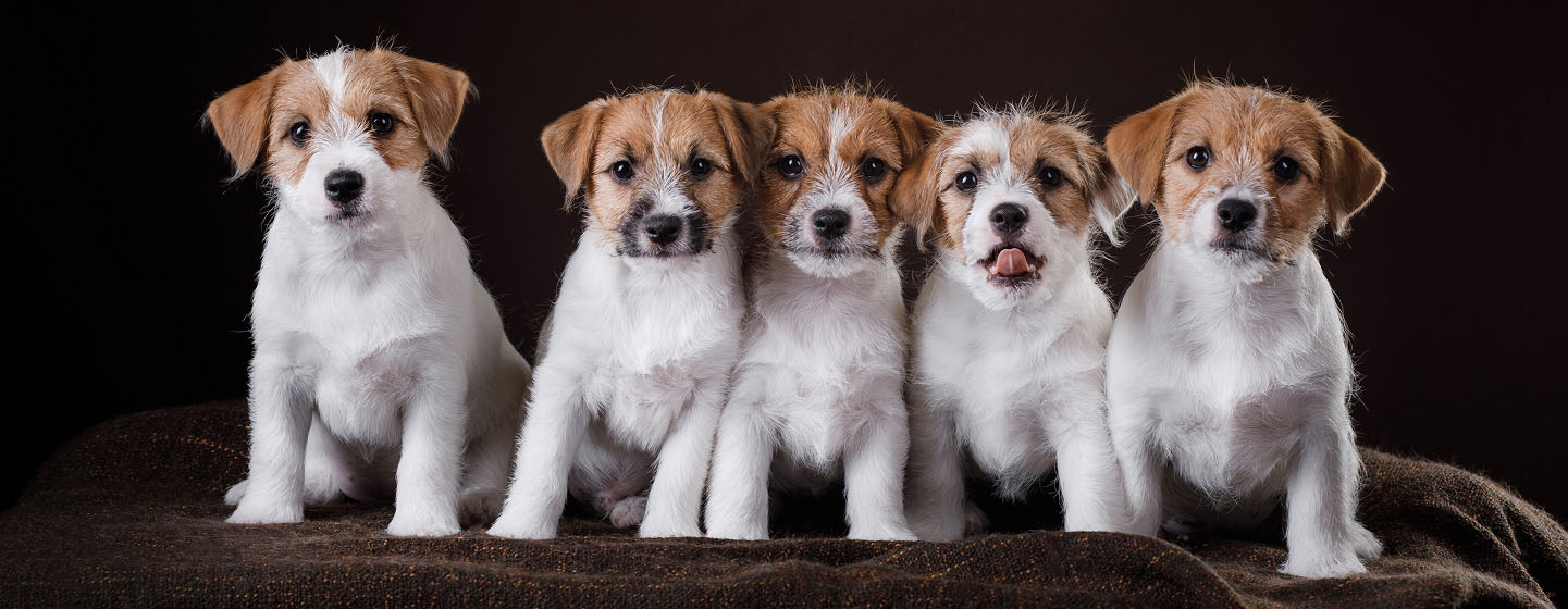 Jack-Russell-puppies-illustrating-the-commitment-and-care-required-when-buying-a-new-dog.
