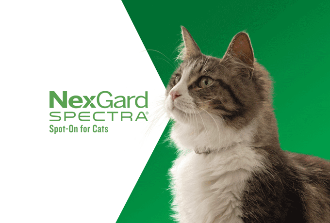 NexGard Spectra for Cats Product Label