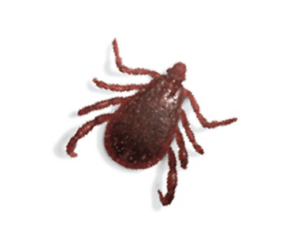 Australian Brown Dog Tick