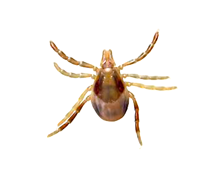 Australian Paralysis Tick Unfed