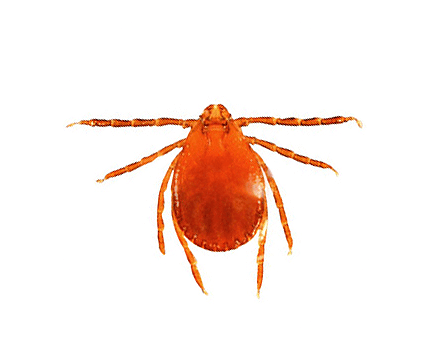 Australian Bush Tick