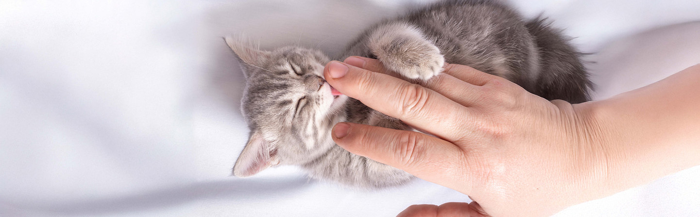 A grey kitten licking a person’s hand