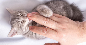 A grey kitten licking a person’s hand