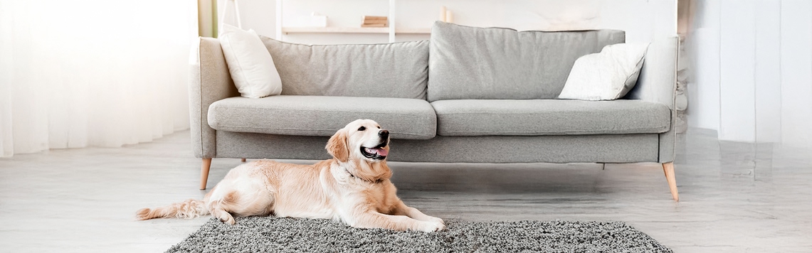 Dog lying on a rug in a living room, an environment where pet owners may check for ticks