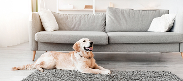 Dog lying on a rug in a living room, an environment where pet owners may check for ticks
