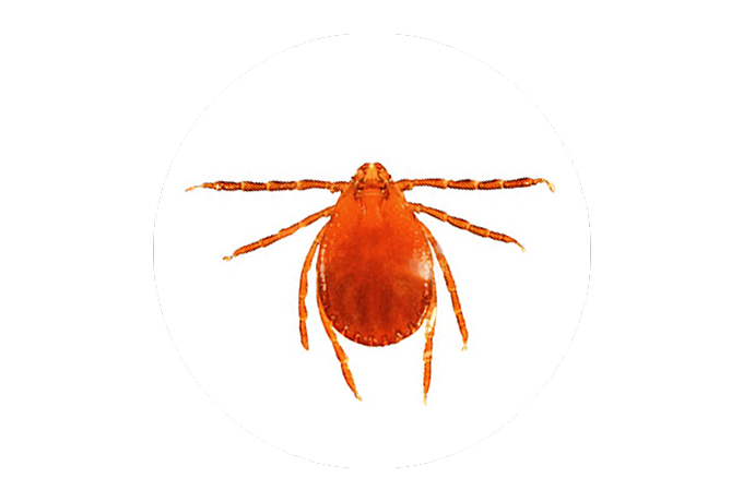 Australian Bush Dog Tick Unfed