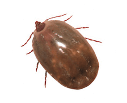 Australian Brown Dog Tick Unfed
