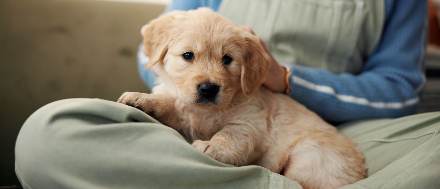 Puppy with new owner, dog ownership readiness in Australia