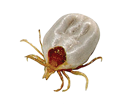 Australian Paralysis Tick Partially Fed