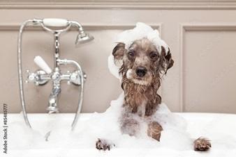Guide to Washing a Dog - Dog in Bath Tub