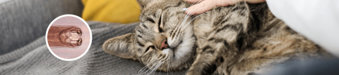 Hookworm in cats