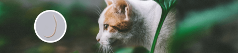 Lungworm in cats