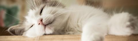White cat sleeping on a wooden counter.