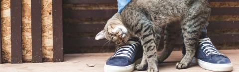 Tabby cat rubbing against person's leg.