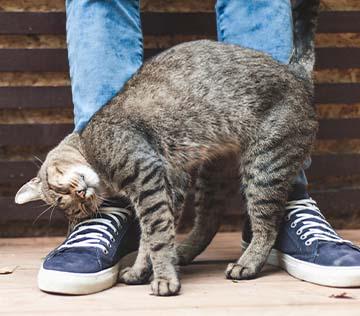 Tabby cat rubbing against human legs.