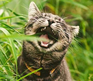 Tabby cat biting grass.