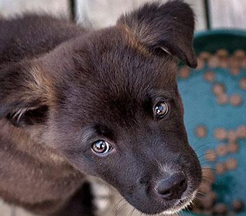 Dark brown puppy looking up from food dish on wooden floorboard.